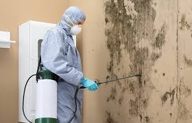 Mold Documentation for Insurance Claims in Ashburn, GA